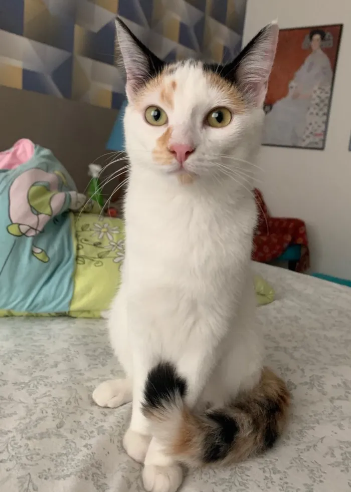 Gato ra a SRD idade 2 a 6 meses nome DORA
