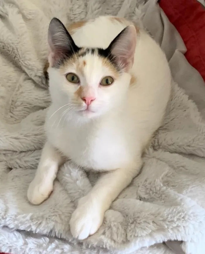Gato ra a SRD idade 2 a 6 meses nome DORA