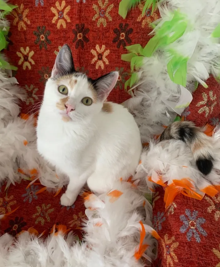 Gato ra a SRD idade 2 a 6 meses nome DORA