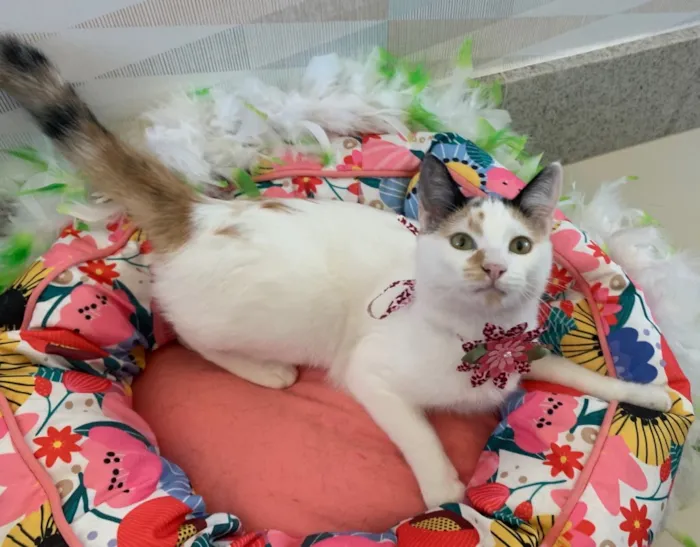 Gato ra a SRD idade 2 a 6 meses nome DORA