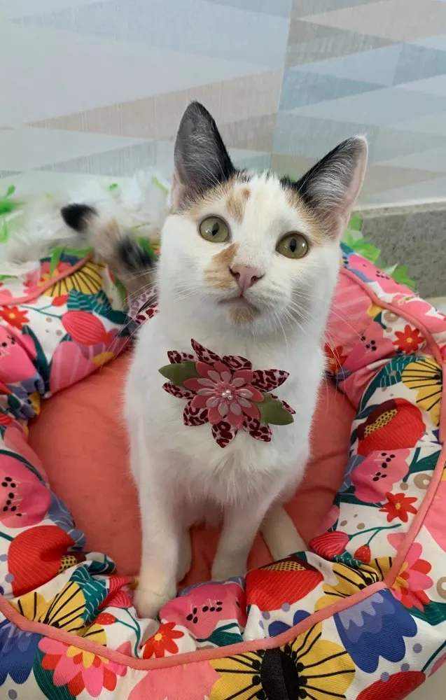 Gato ra a SRD idade 2 a 6 meses nome DORA