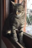 Amora