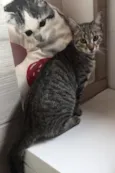 Amora