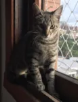 Amora