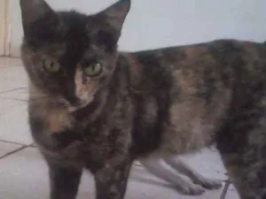 Gato raça SRD idade 7 a 11 meses nome sem nome