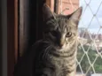 Amora