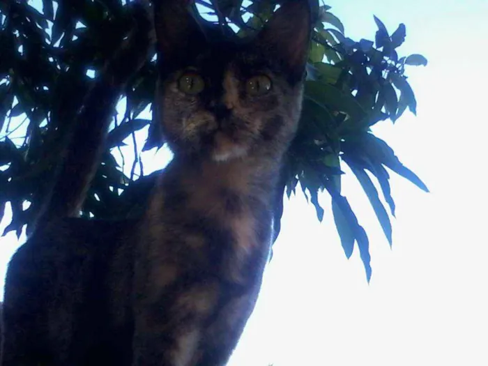 Gato ra a SRD idade 7 a 11 meses nome sem nome
