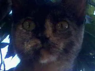 Gato ra a SRD idade 7 a 11 meses nome sem nome