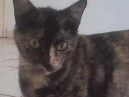 Gato ra a SRD idade 7 a 11 meses nome sem nome