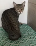 Pêssego