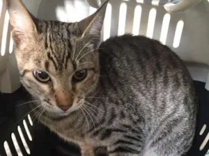 Gato raça SRD idade 2 a 6 meses nome Pêssego 