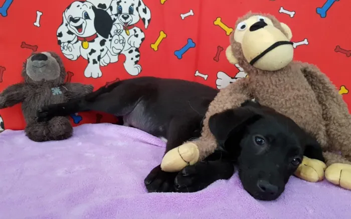 Cachorro ra a SRD idade 2 a 6 meses nome Blue