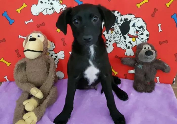Cachorro ra a SRD idade 2 a 6 meses nome Blue
