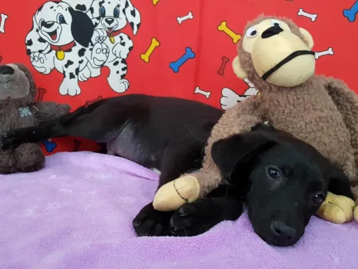 Cachorro ra a SRD idade 2 a 6 meses nome Blue