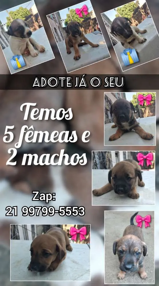 Cachorro ra a Vira lata idade 2 a 6 meses nome Indefinido 