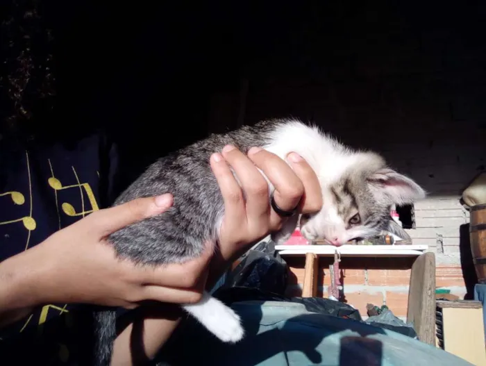 Gato ra a Não sei idade Abaixo de 2 meses nome Não tem