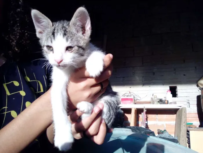 Gato ra a Não sei idade Abaixo de 2 meses nome Não tem