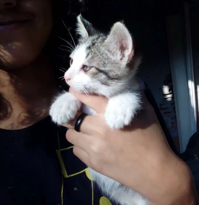 Gato ra a Não sei idade Abaixo de 2 meses nome Não tem