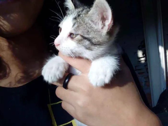 Gato ra a Não sei idade Abaixo de 2 meses nome Não tem