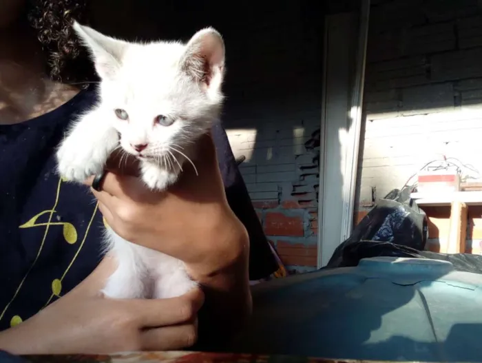 Gato ra a Não sei idade Abaixo de 2 meses nome Não tem