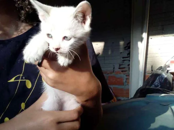 Gato ra a Não sei idade Abaixo de 2 meses nome Não tem