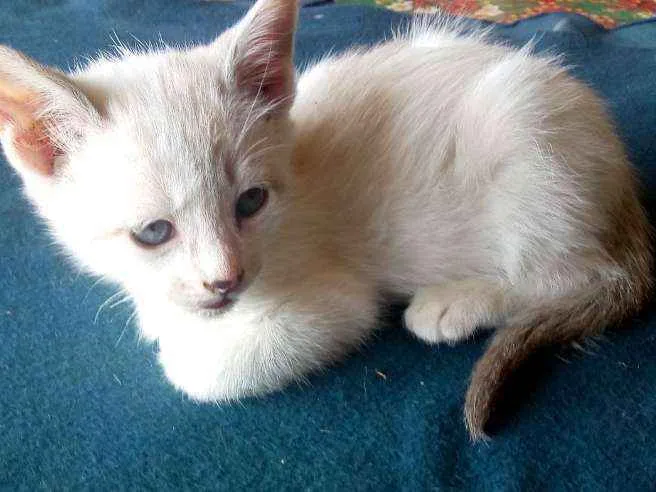 Gato ra a Não sei idade Abaixo de 2 meses nome Não tem