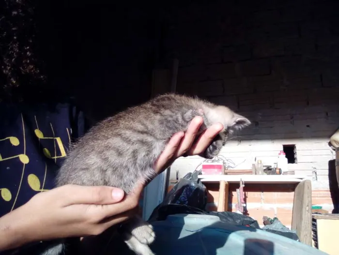 Gato ra a Não sei idade Abaixo de 2 meses nome Não tem