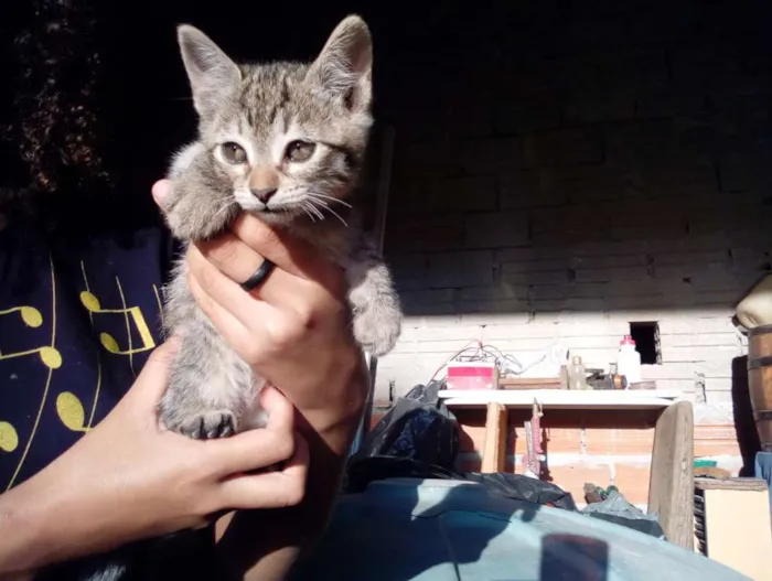 Gato ra a Não sei idade Abaixo de 2 meses nome Não tem