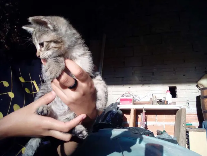 Gato ra a Não sei idade Abaixo de 2 meses nome Não tem