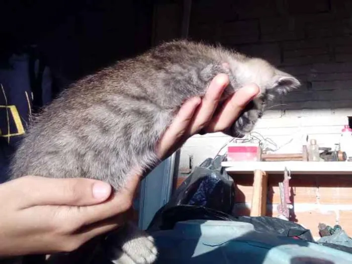 Gato ra a Não sei idade Abaixo de 2 meses nome Não tem