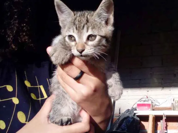 Gato ra a Não sei idade Abaixo de 2 meses nome Não tem