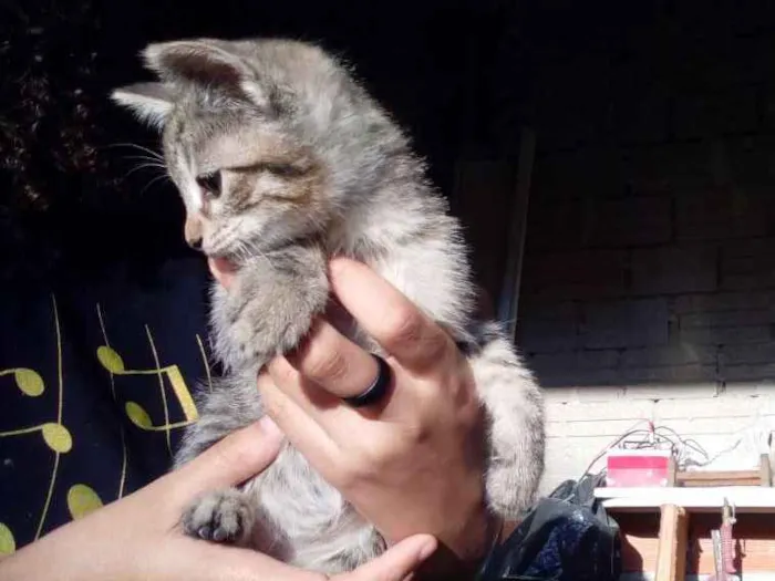 Gato ra a Não sei idade Abaixo de 2 meses nome Não tem