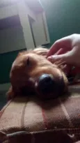 Simba