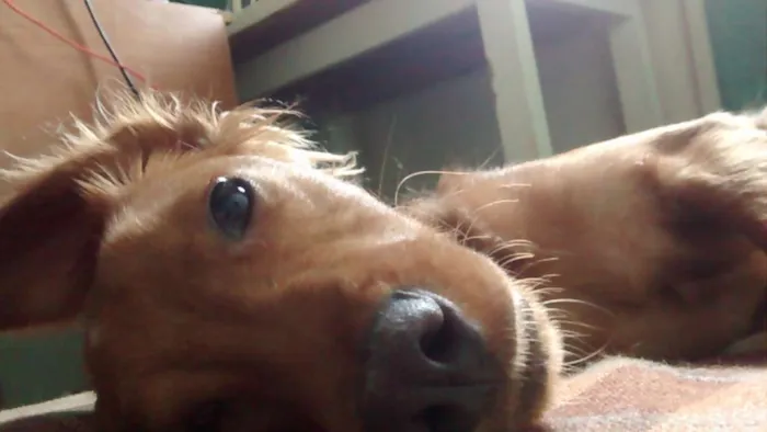 Cachorro ra a SRD idade 1 ano nome Simba