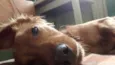 Simba