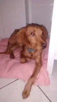Simba