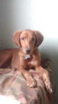 Simba