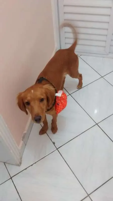 Cachorro ra a SRD idade 1 ano nome Simba