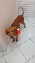 Simba