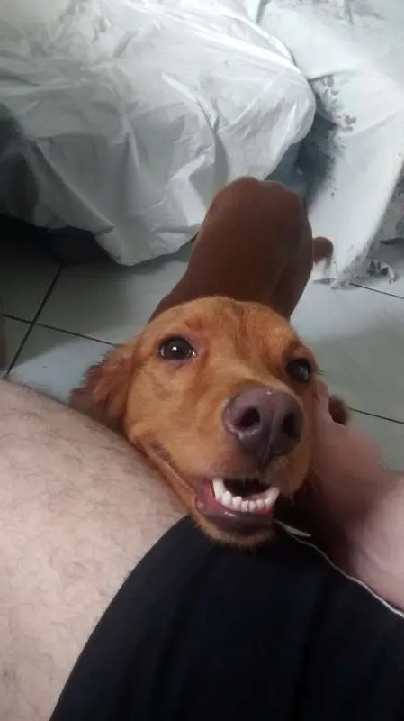 Cachorro ra a SRD idade 1 ano nome Simba