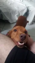 Simba