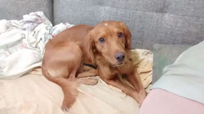 Cachorro ra a SRD idade 1 ano nome Simba
