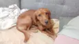 Simba