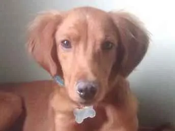 Cachorro ra a SRD idade 1 ano nome Simba
