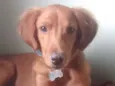 Simba