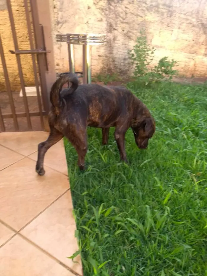 Cachorro ra a Pit Bull com rottweiler idade 3 anos nome Princesa