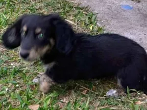 Cachorro raça SRD idade 2 a 6 meses nome Mix de linguiçinha