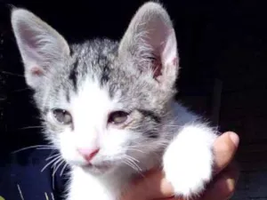 Gato raça Não sei idade Abaixo de 2 meses nome Não tem