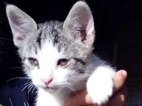 Gato ra a Não sei idade Abaixo de 2 meses nome Não tem