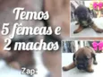 Indefinido 